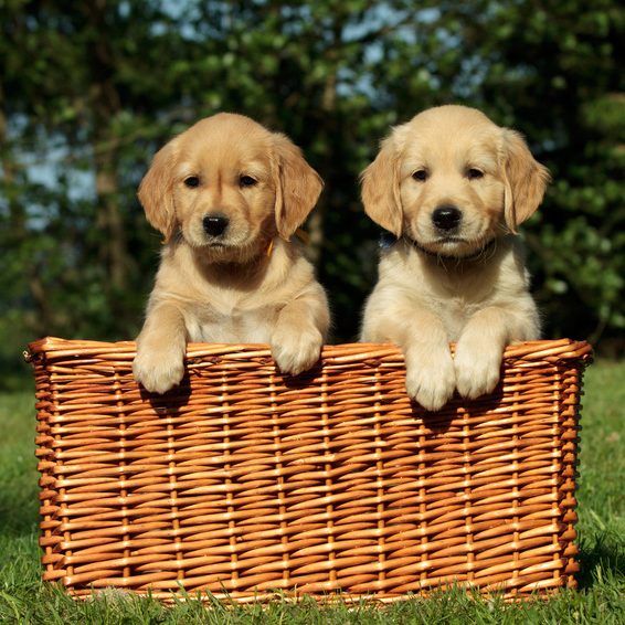 Zwei Welpen schauen neugierig aus dem Körbchen