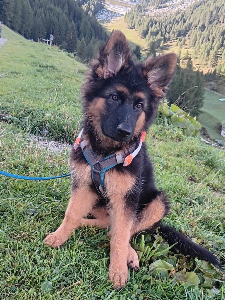 Luna als Welpe sitz auf dem Berg