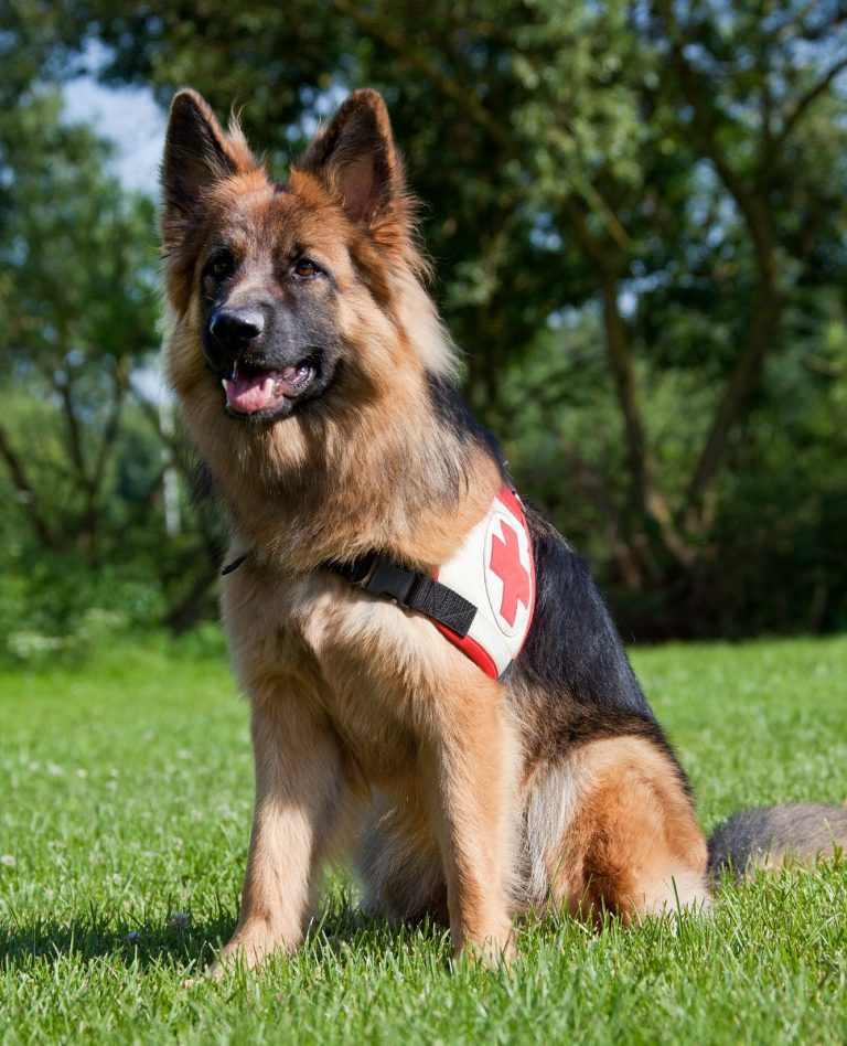 Kira sitz auf der Wiese mit Kenndecke als Rettungshund