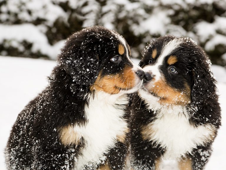 Zwei Hunde spielen im Schnee